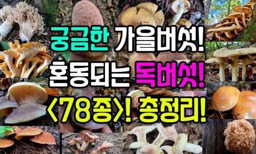 黄鼠狼中药叫什么名字-黄鼠狼 中药网 - 为你提供黄鼠狼中药材治什么病、黄鼠狼中药叫什么名字